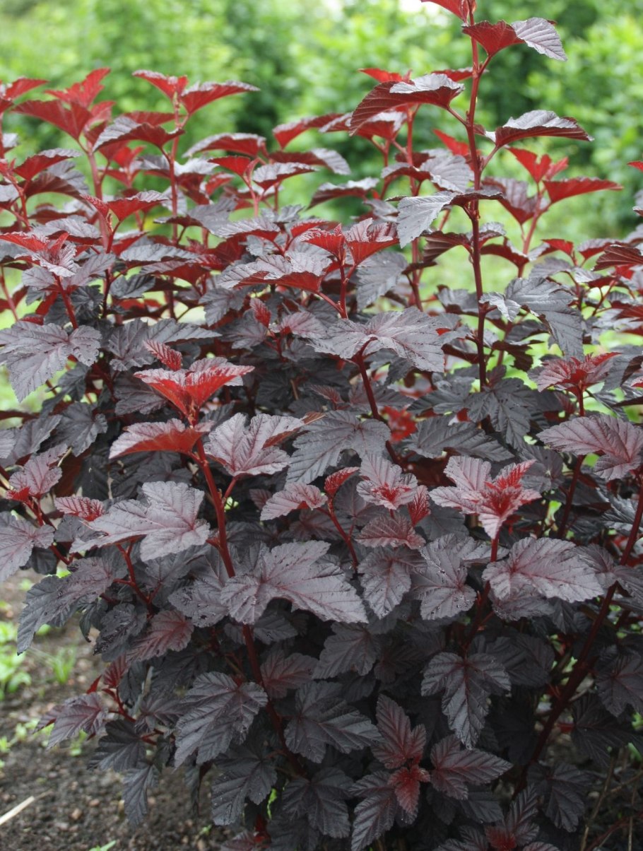 Пузыреплодник калинолистный (Physocarpus opulifolius &#96;Fireside&#96;)
