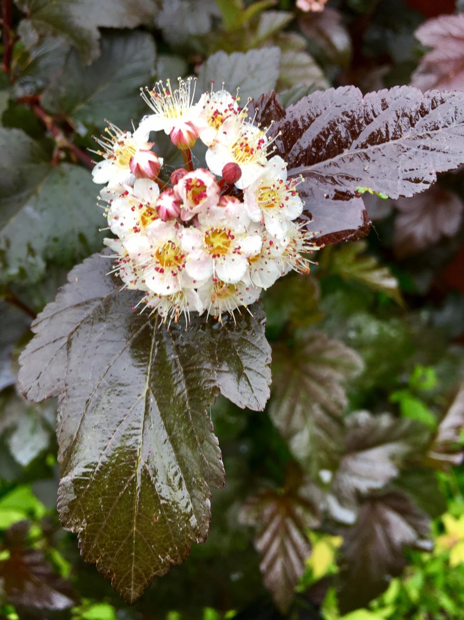 Пузыреплодн к калинолистный