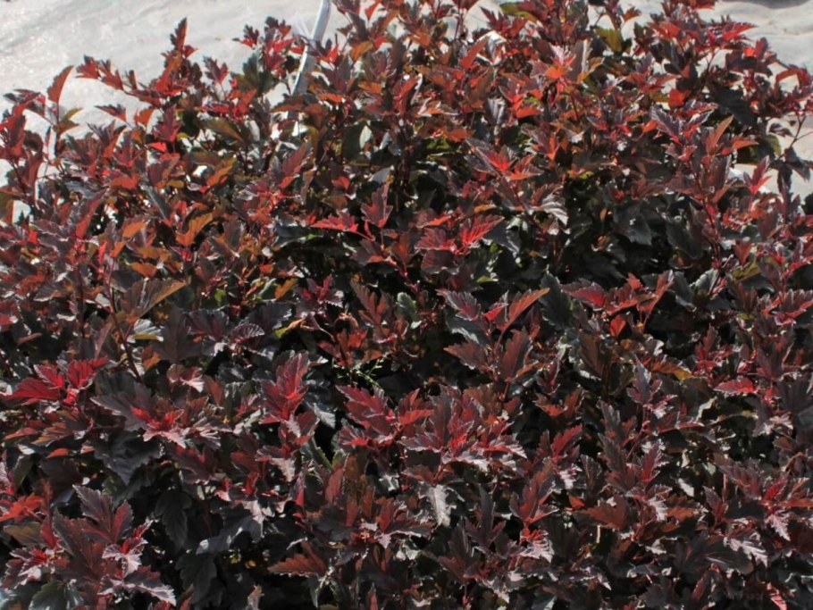 Как долго растет пузыреплодник диабло