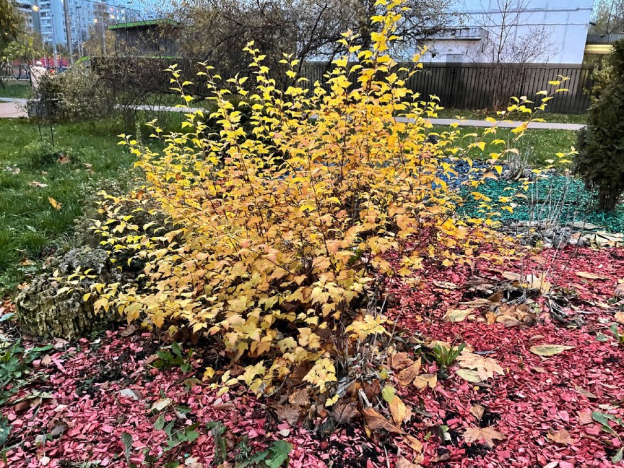 Пузыреплодник пурпурный