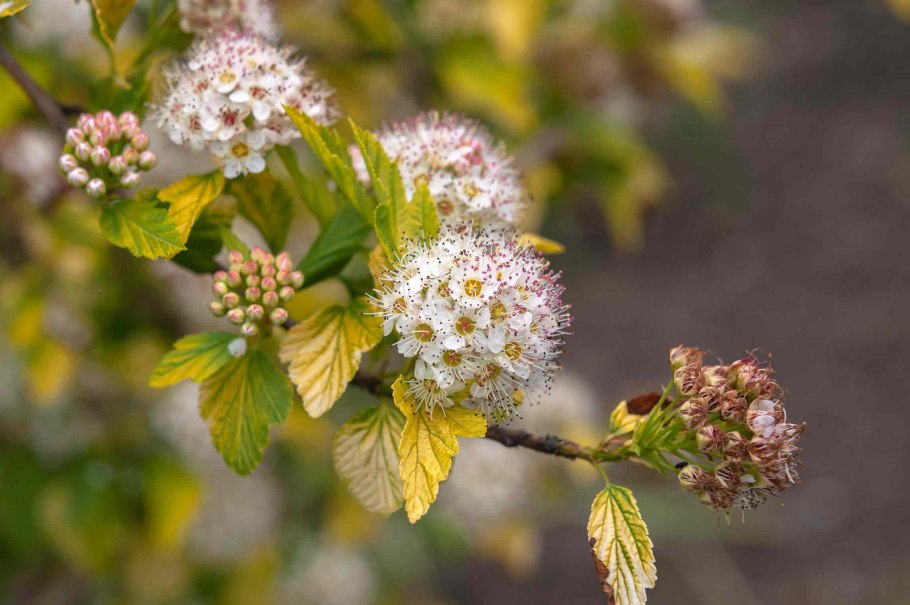 Пузыреплодник калинолистный Red Baron
