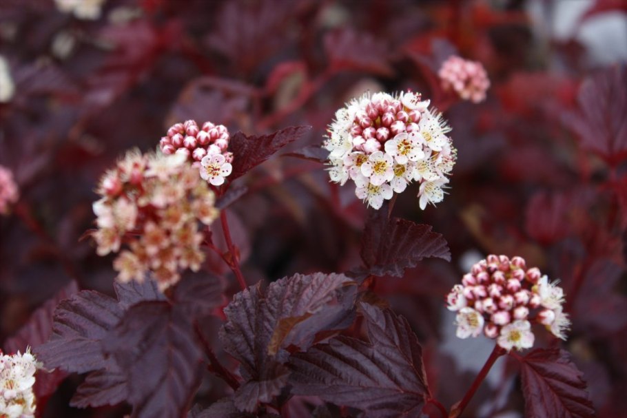 Пузыреплодник калинолистный Schuch