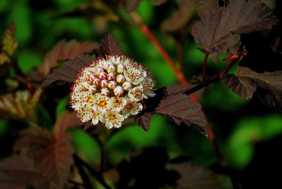 Пузыреплодник с красными цветами