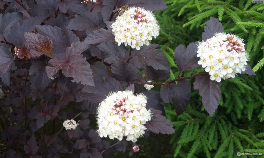 Пузыреплодник калинолистный (Physocarpus opulifolius)