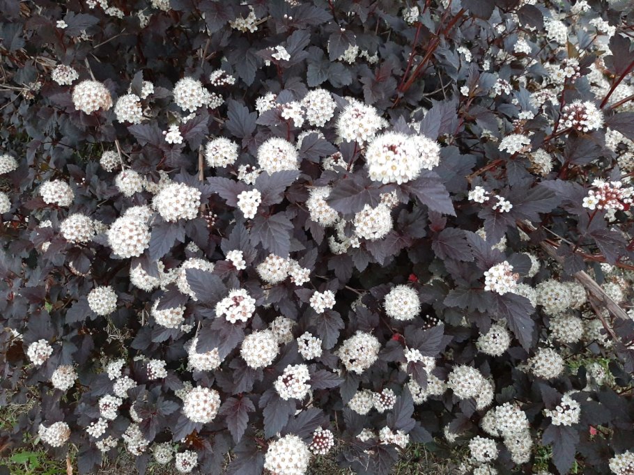 Пузыреплодник калинолистный