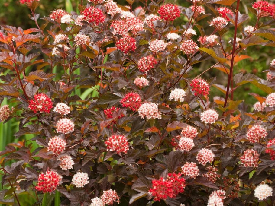 Пузыреплодник калинолистный Diablo