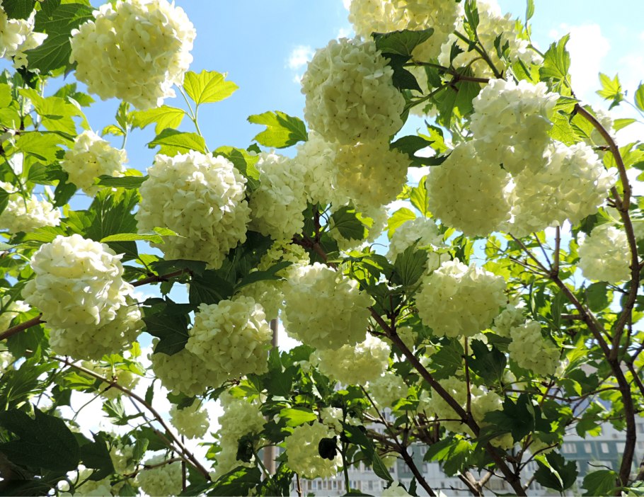 Калина декоративная бульденеж