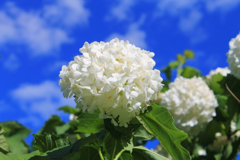 Калина бульденеж цветение