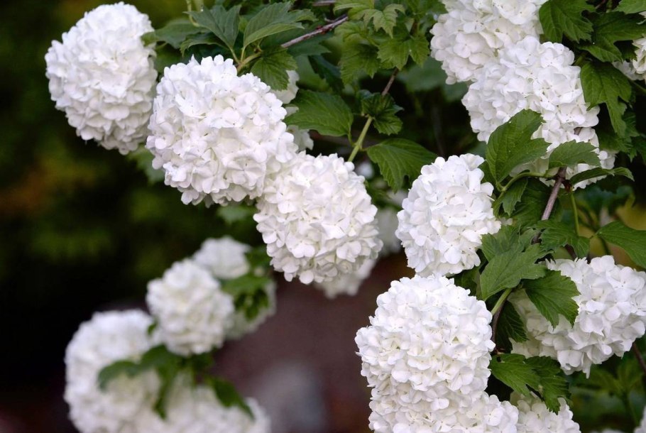 Калина декоративная бульденеж