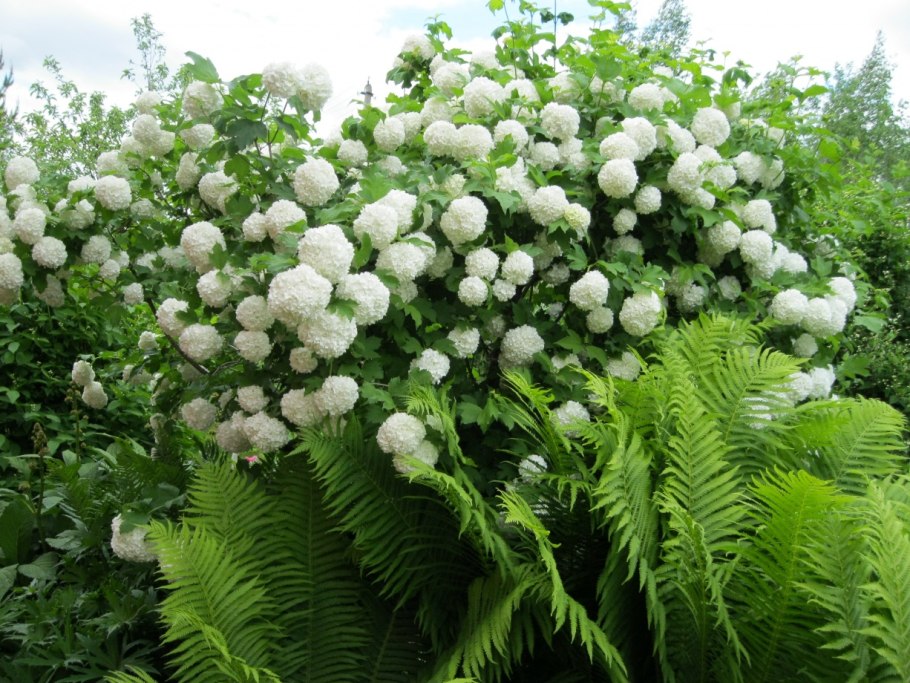 Калина обыкновенная бульденеж