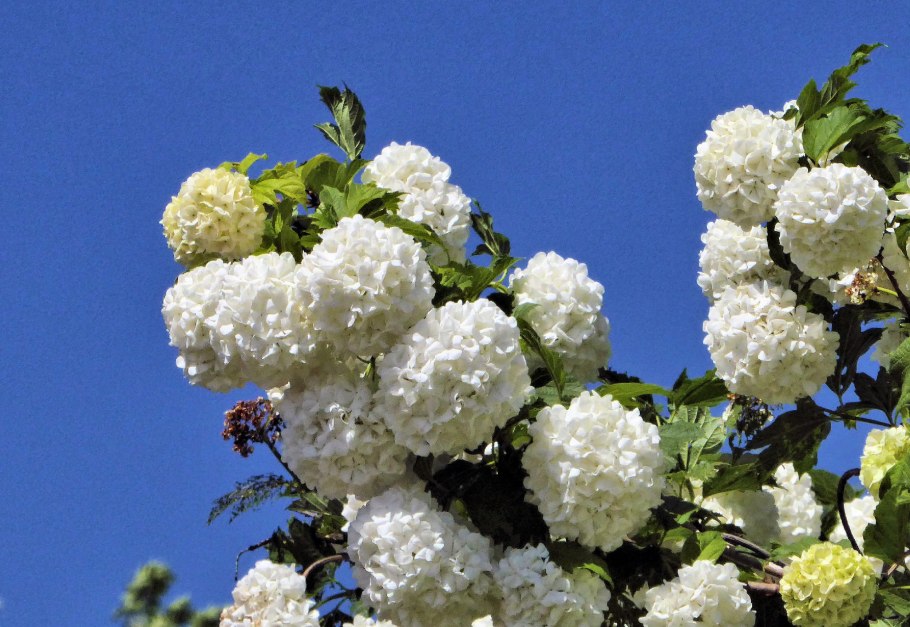 Калина бульденеж красная