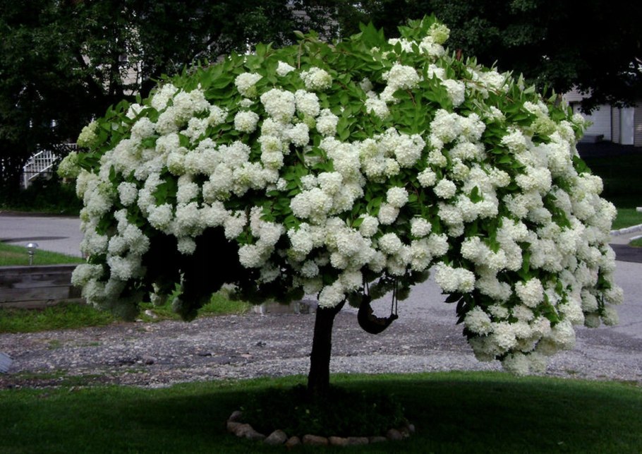 Кустарник Калина бульденеж