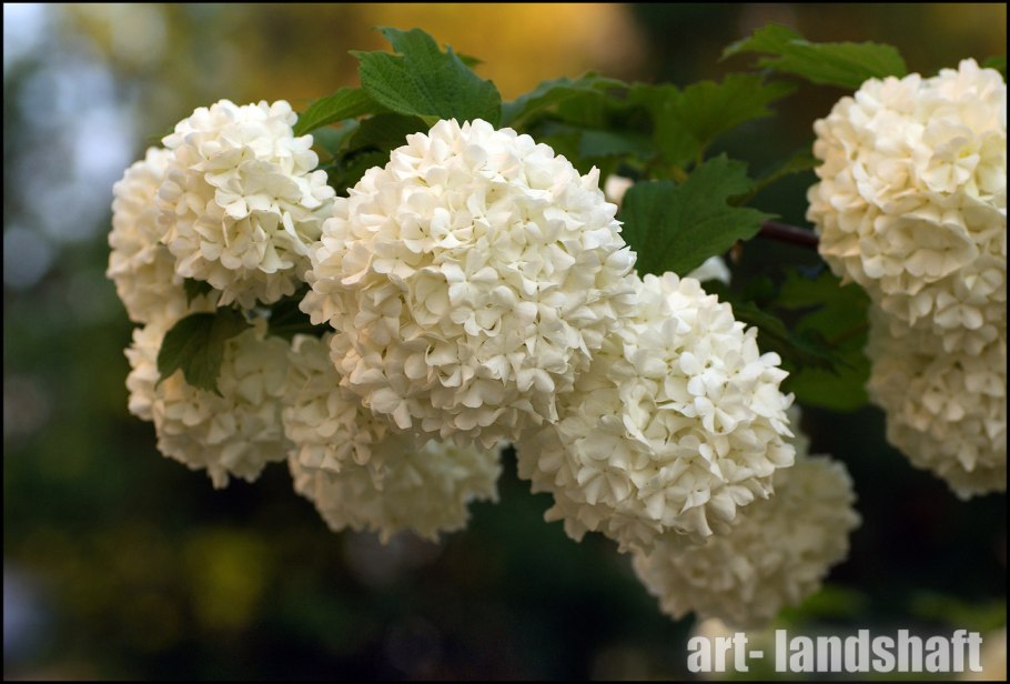 Калина Розеум ягоды