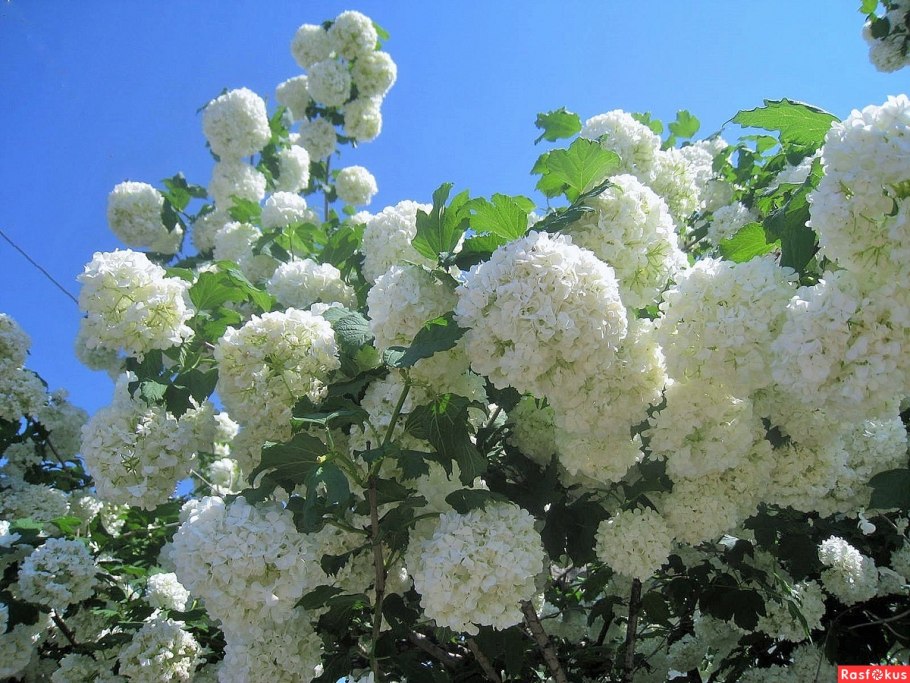 Сирень бульденеж