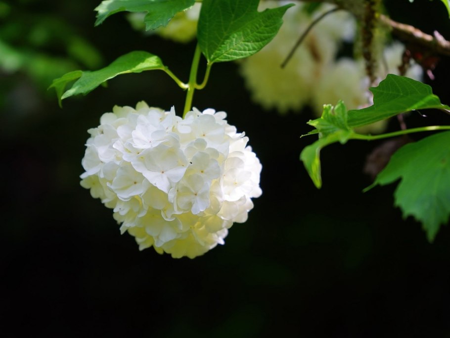 Калина бульденеж с гортензиями