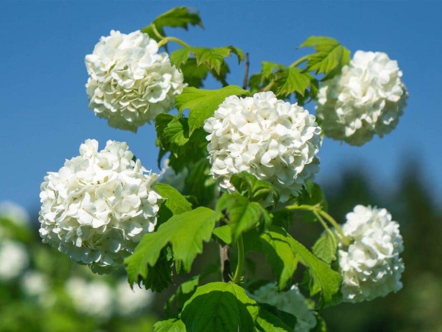 Калина бульденеж