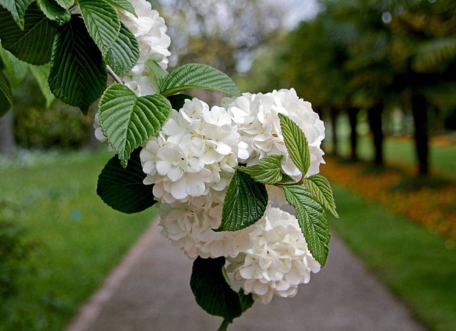 Калина обыкновенная бульденеж