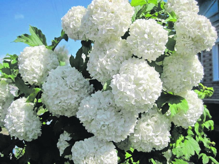 Калина бульденеж листья