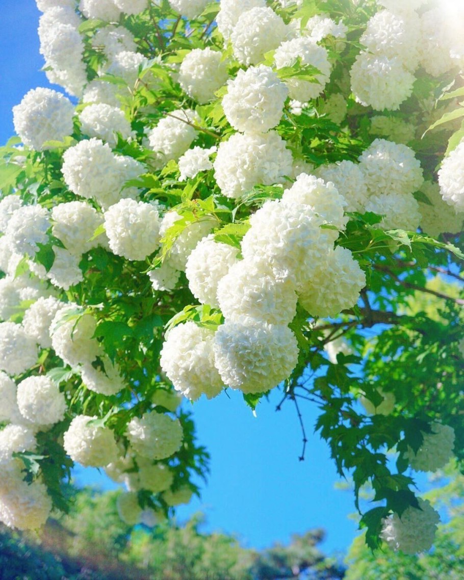 Калина обыкновенная бульденеж