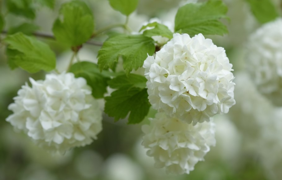 Калина бульденеж розовая