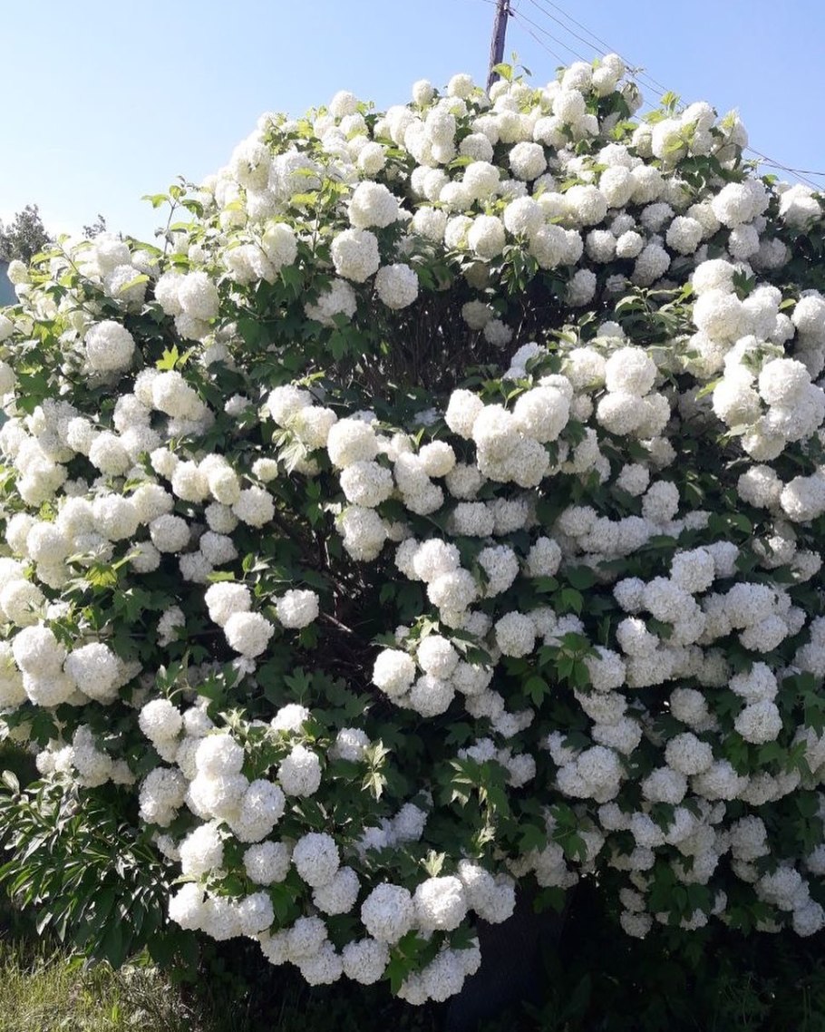 Кустарник Калина бульденеж