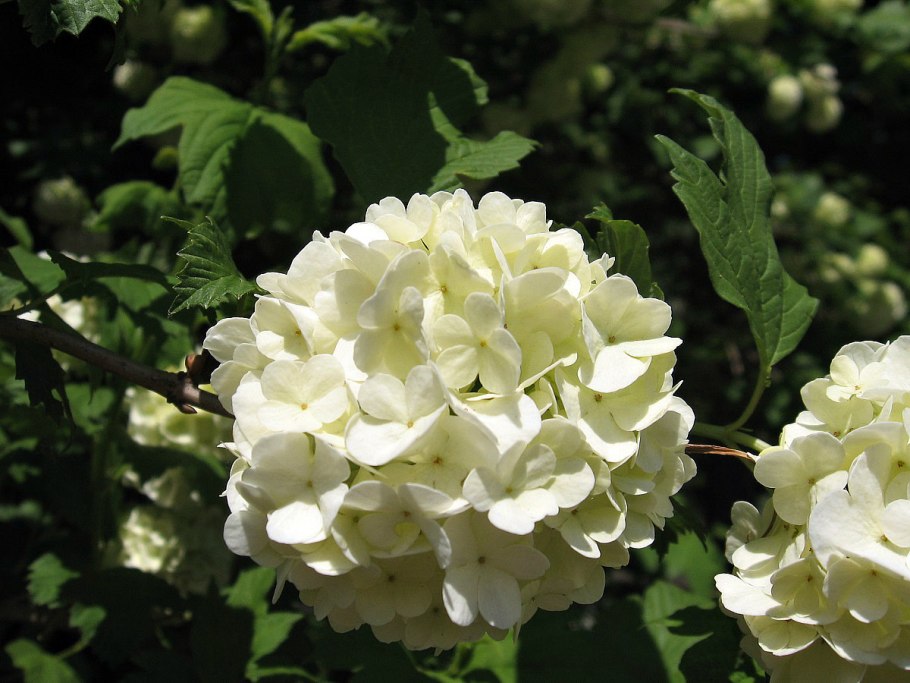 Калина бульденеж