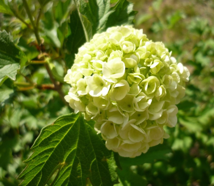 Калина бульденеж соцветие