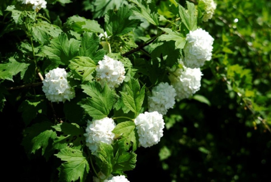 Сирень бульденеж