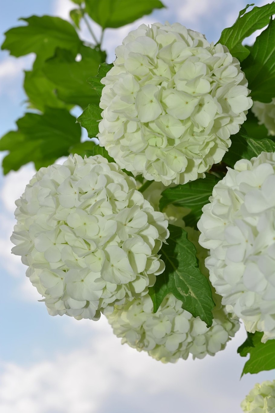 Куст бульденеж