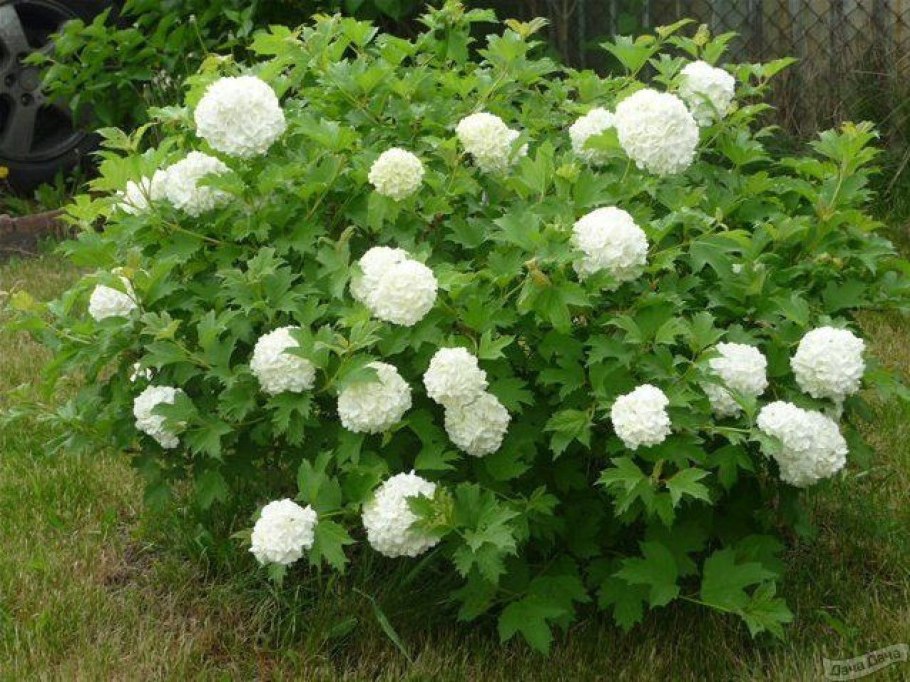 Калина обыкновенная бульденеж