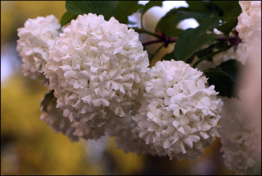 Калина декоративная бульденеж