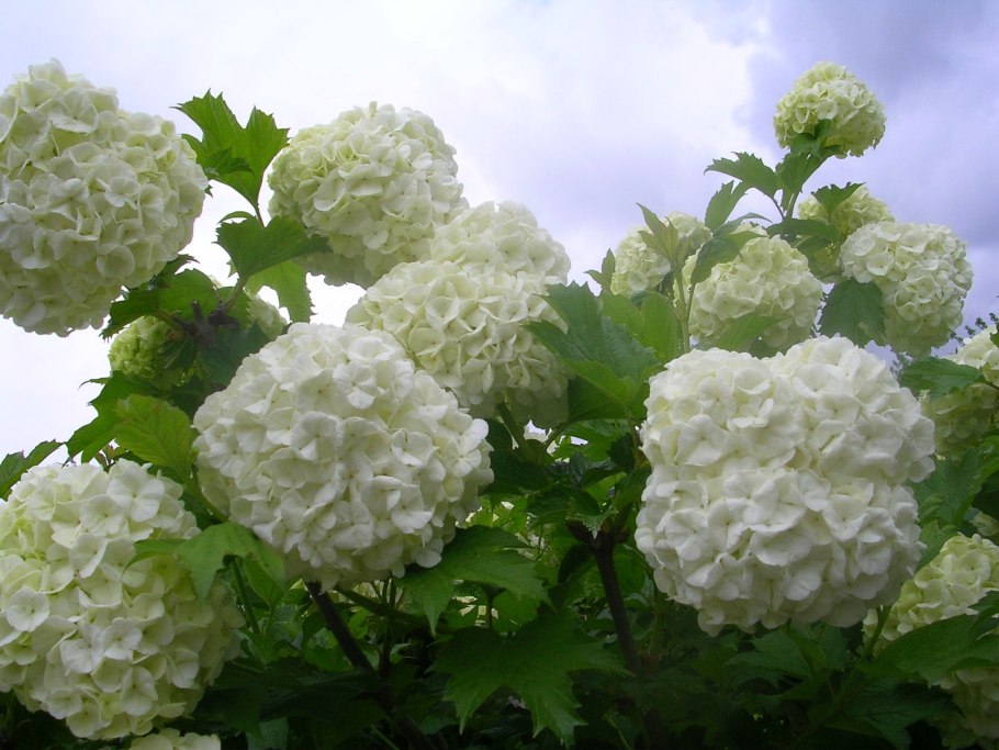 Viburnum Snowball