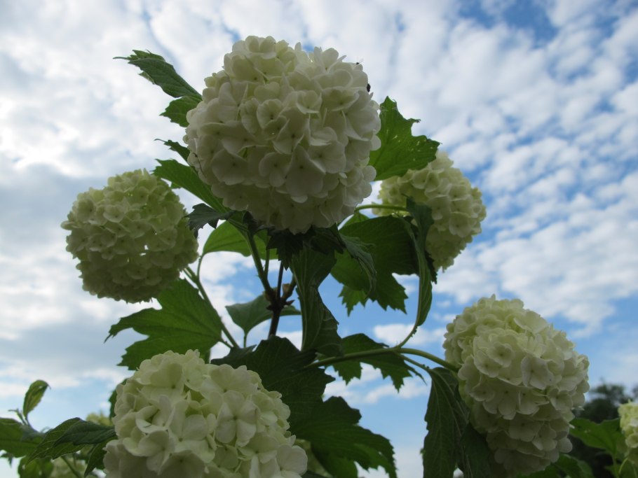 Калина бульденеж сады Урала