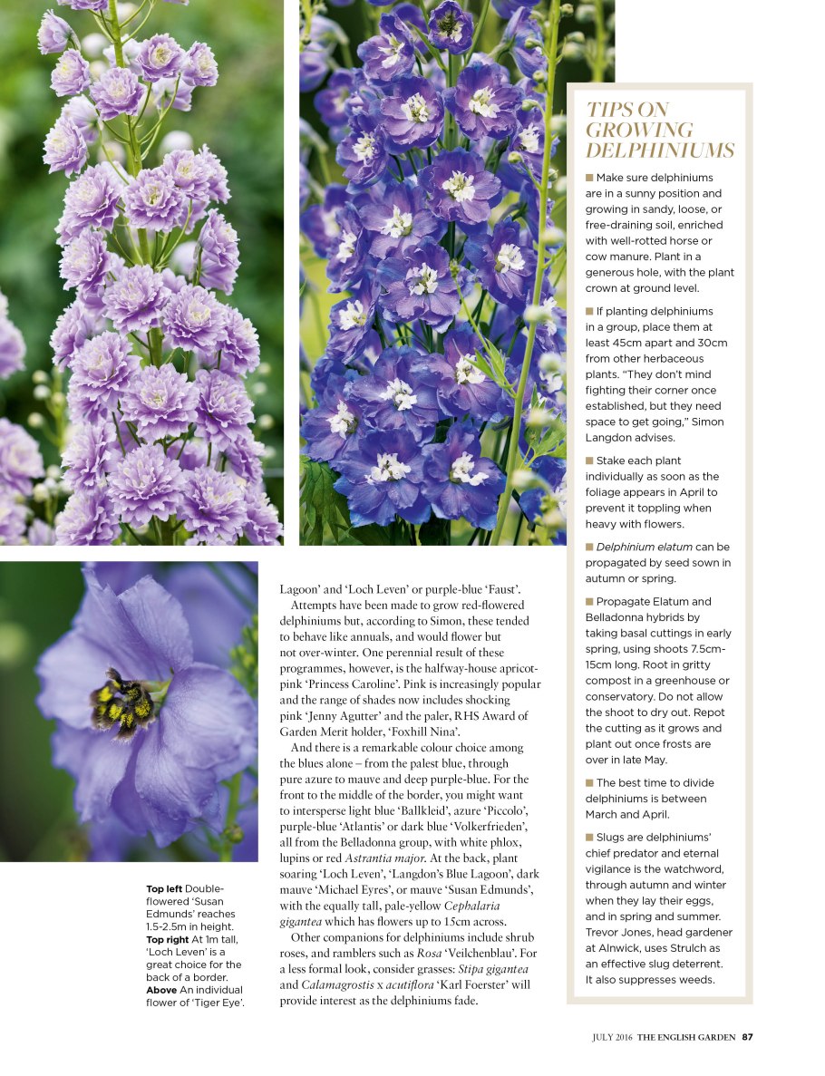 Delphinium Phantom-дельфиниум Фантом