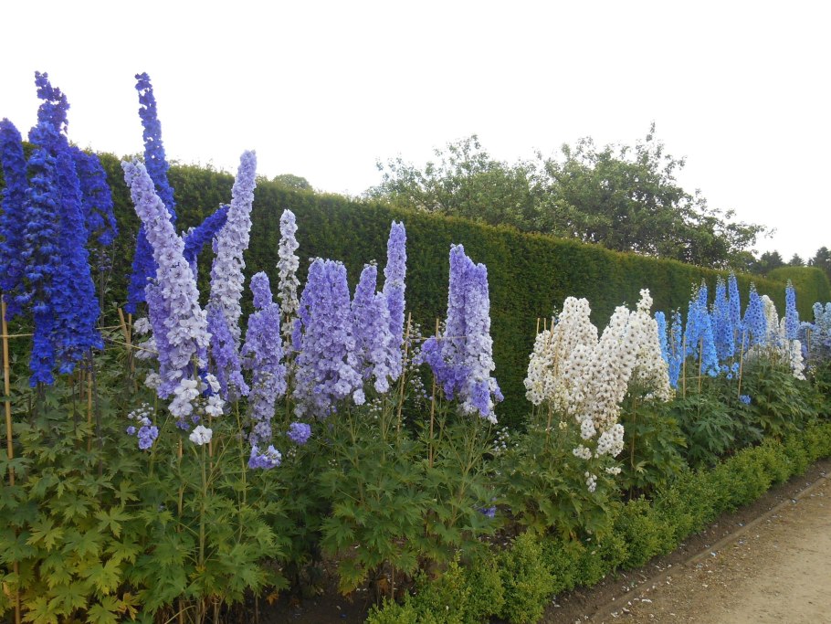 Дельфиниум многолетний гиацинтовый семена