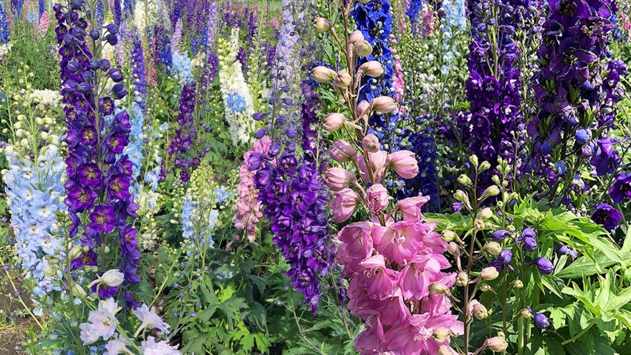 Дельфиниум Роксолана