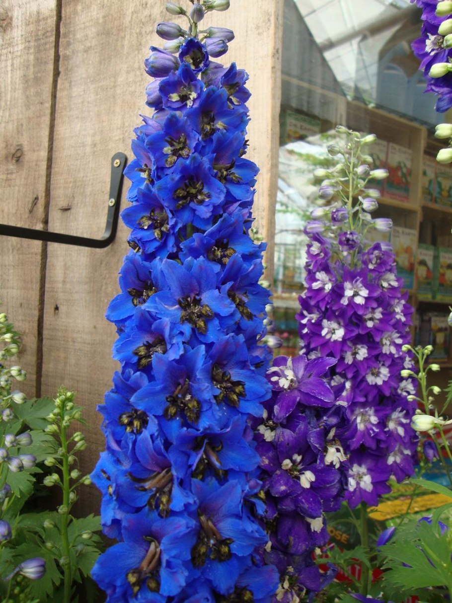 Цветы дельфиниум многолетний