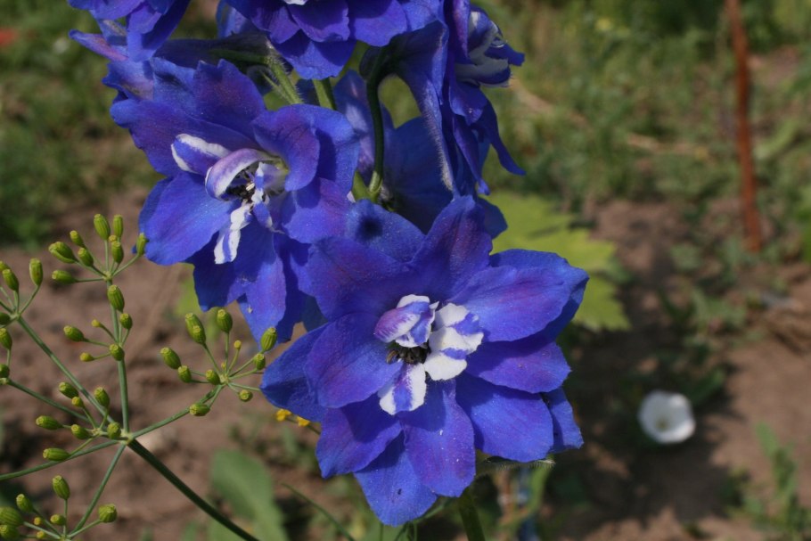 Дельфиниум Бруно