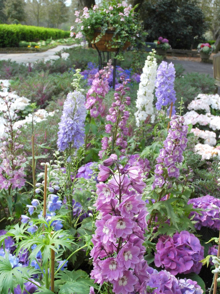 Дельфиниум Королевский шпиль