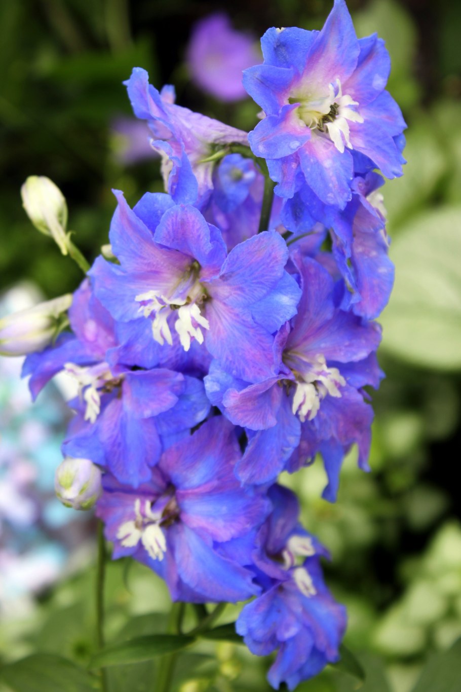 Семена дельфиниум Король Артур