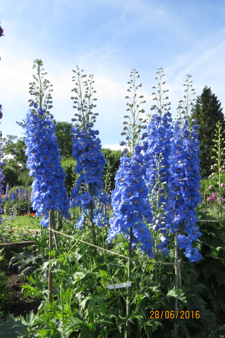 Дельфиниум Кинг Артур