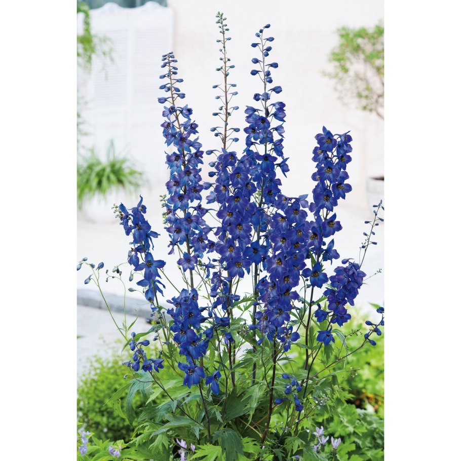 Дельфиниум высокий Арлекин