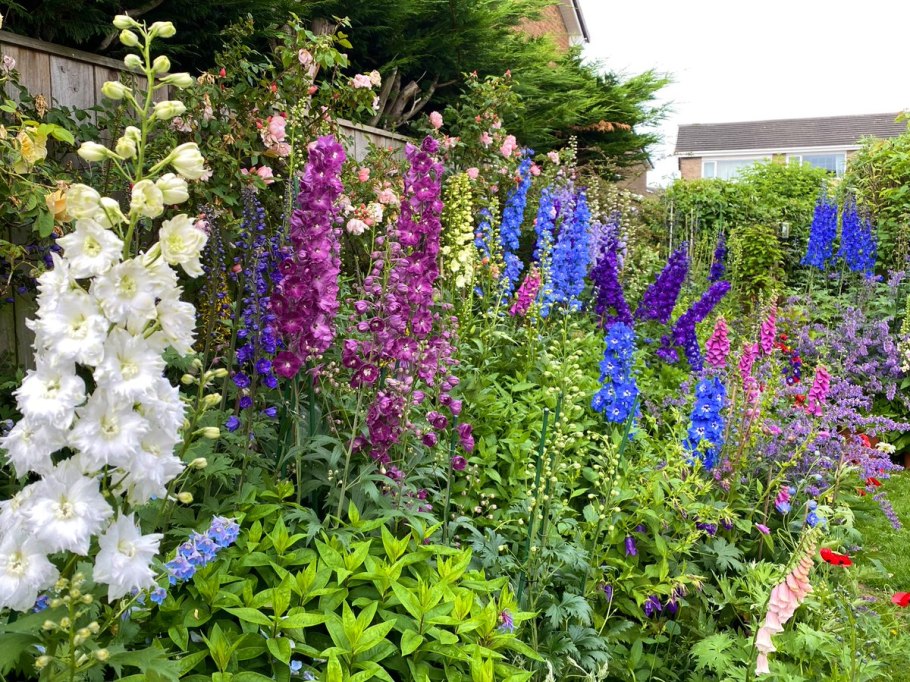 Семена дельфиниума Роксолана