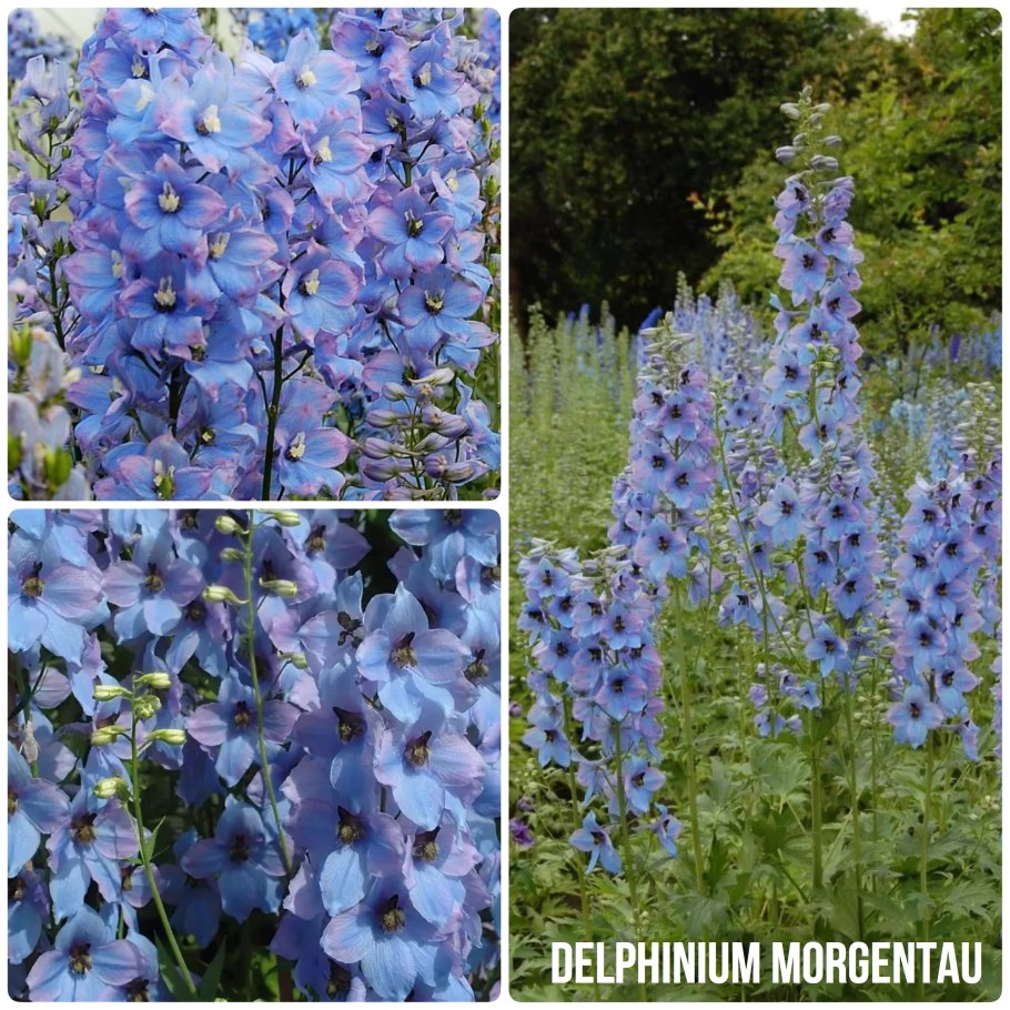 Дельфиниум Ларкспур