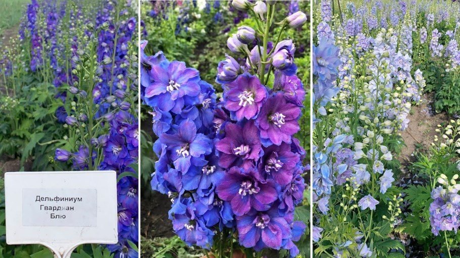 Дельфиниум Марфинские гибриды
