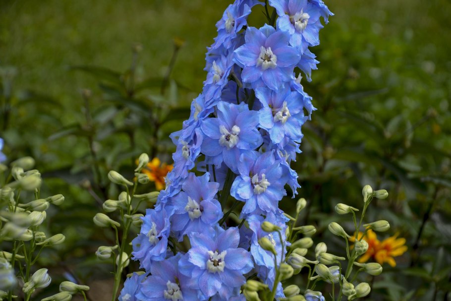 Голубой дельфиниум