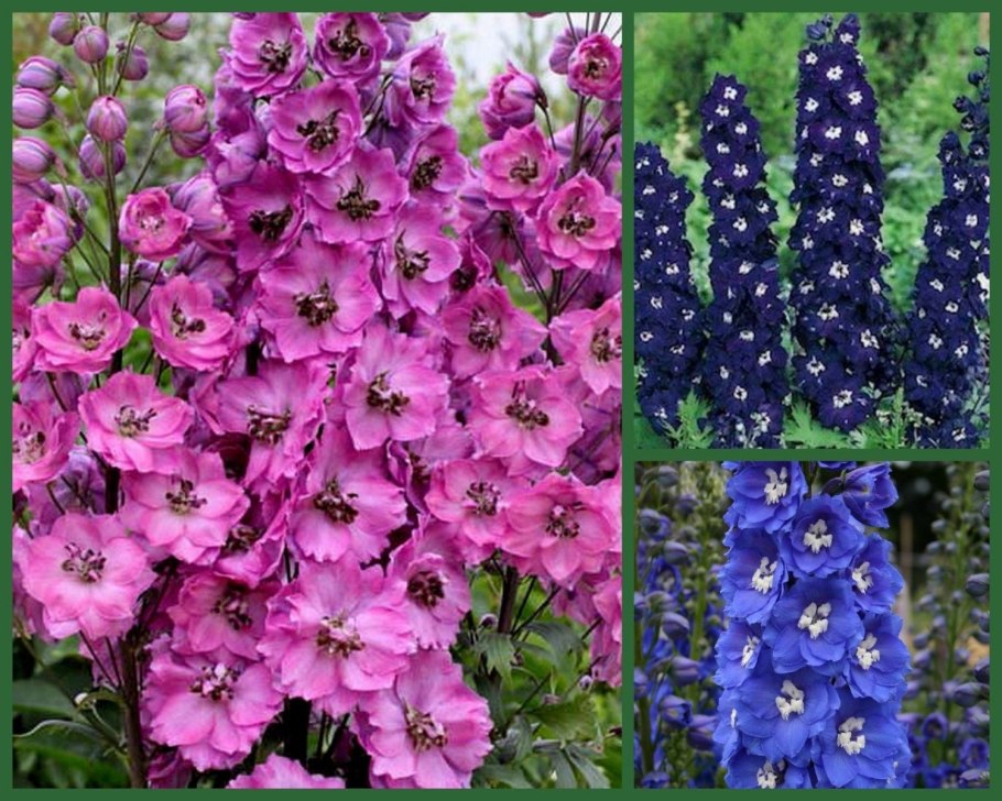 Дельфиниум астолат