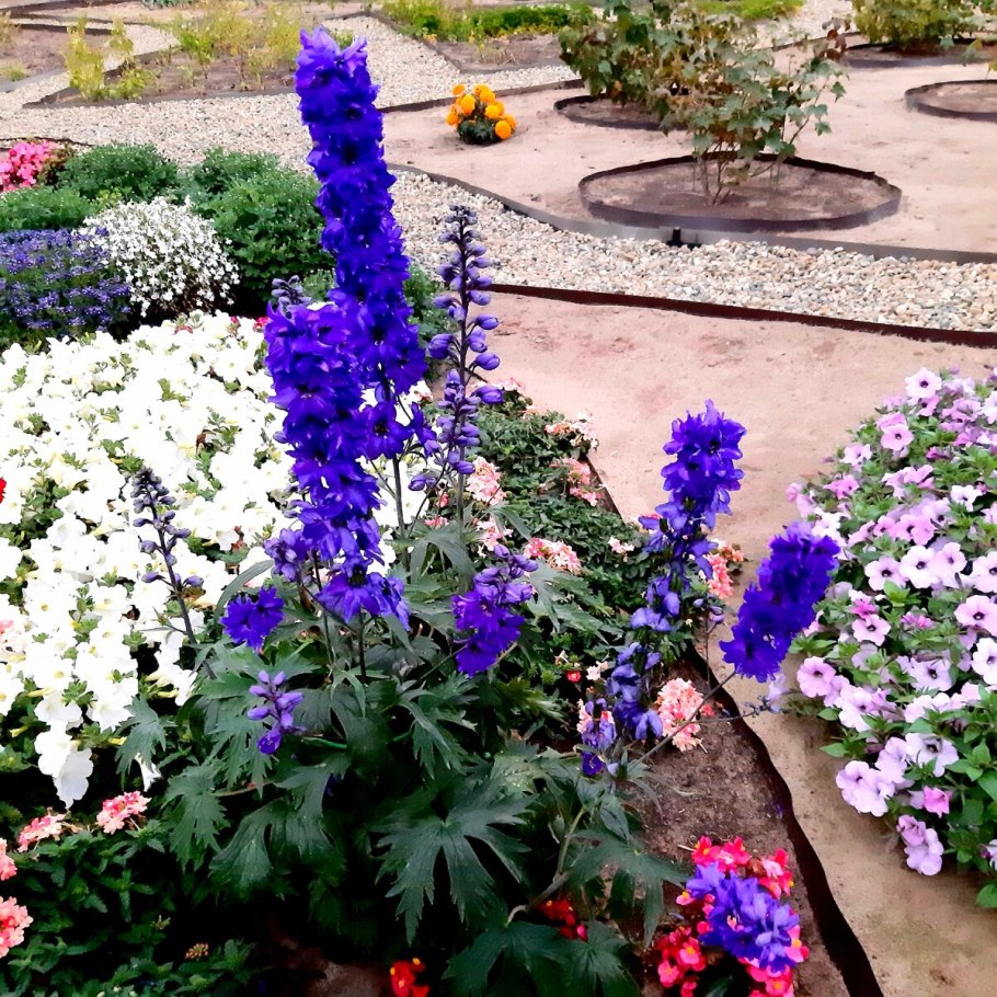 Дельфиниум атлантис