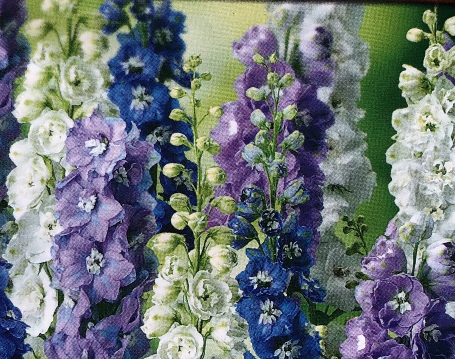 Дельфиниум Портофино