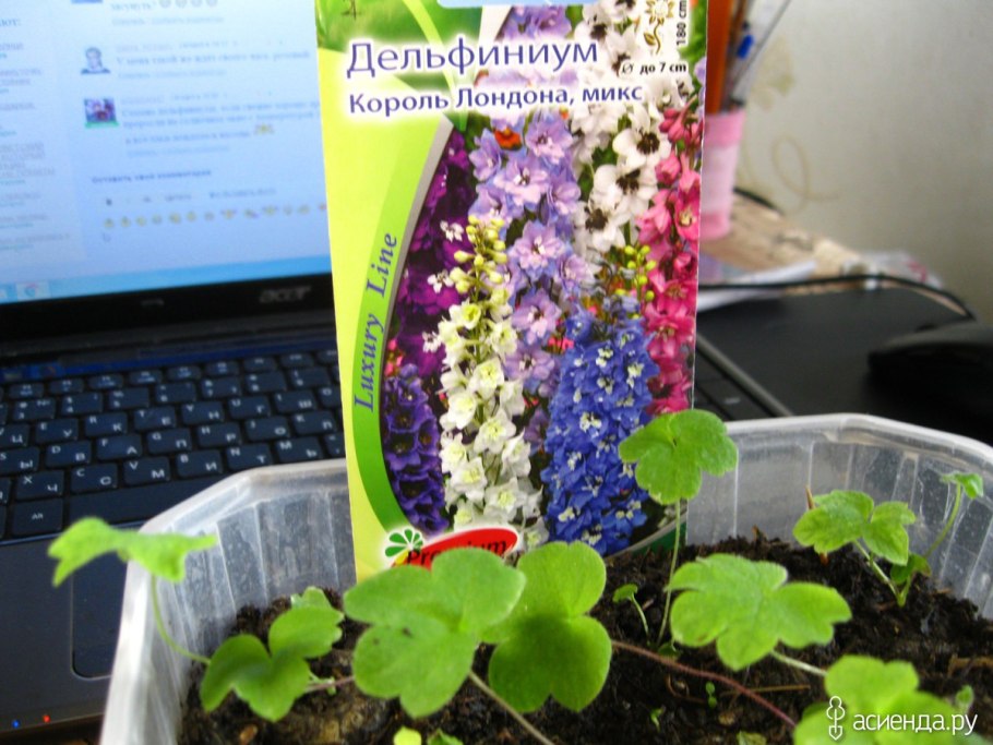 Дельфиниум губоцветный